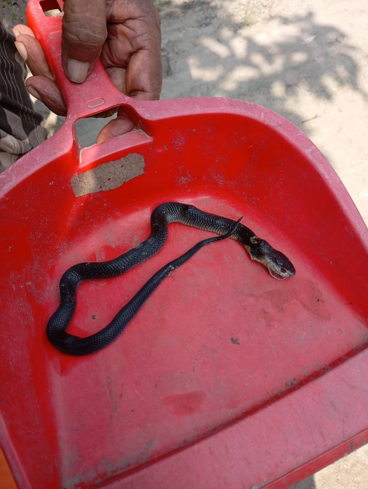 Wildlife And Snake Rescue Team In Bangladesh-(WSRTBD). | Approved plz ...