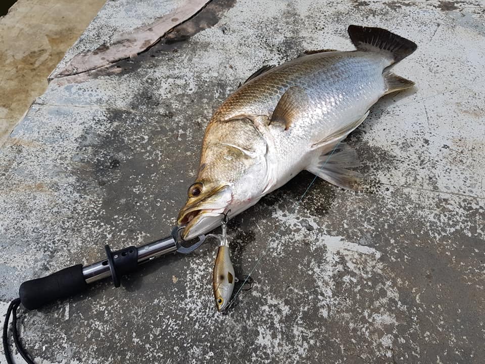 cricut maker wood cutting fishing lures Making Wooden Lures: Carving and Painting Techniques that Really Catch Fish (Fox Chapel Publishing) 11 Step-by-Step Projects for Crawlers, Chasers, Wigglers, & More with Clear, Expert Advice: Rich Rousseau: 9781565234468 Freefall Rod Type:7'6