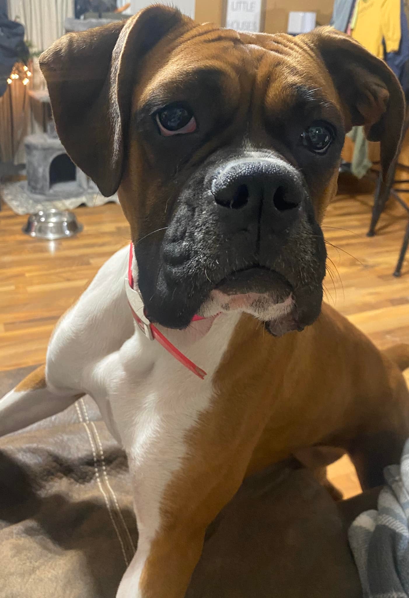 She has an insane amount of love for... - Autumn Ridge Boxers | Facebook