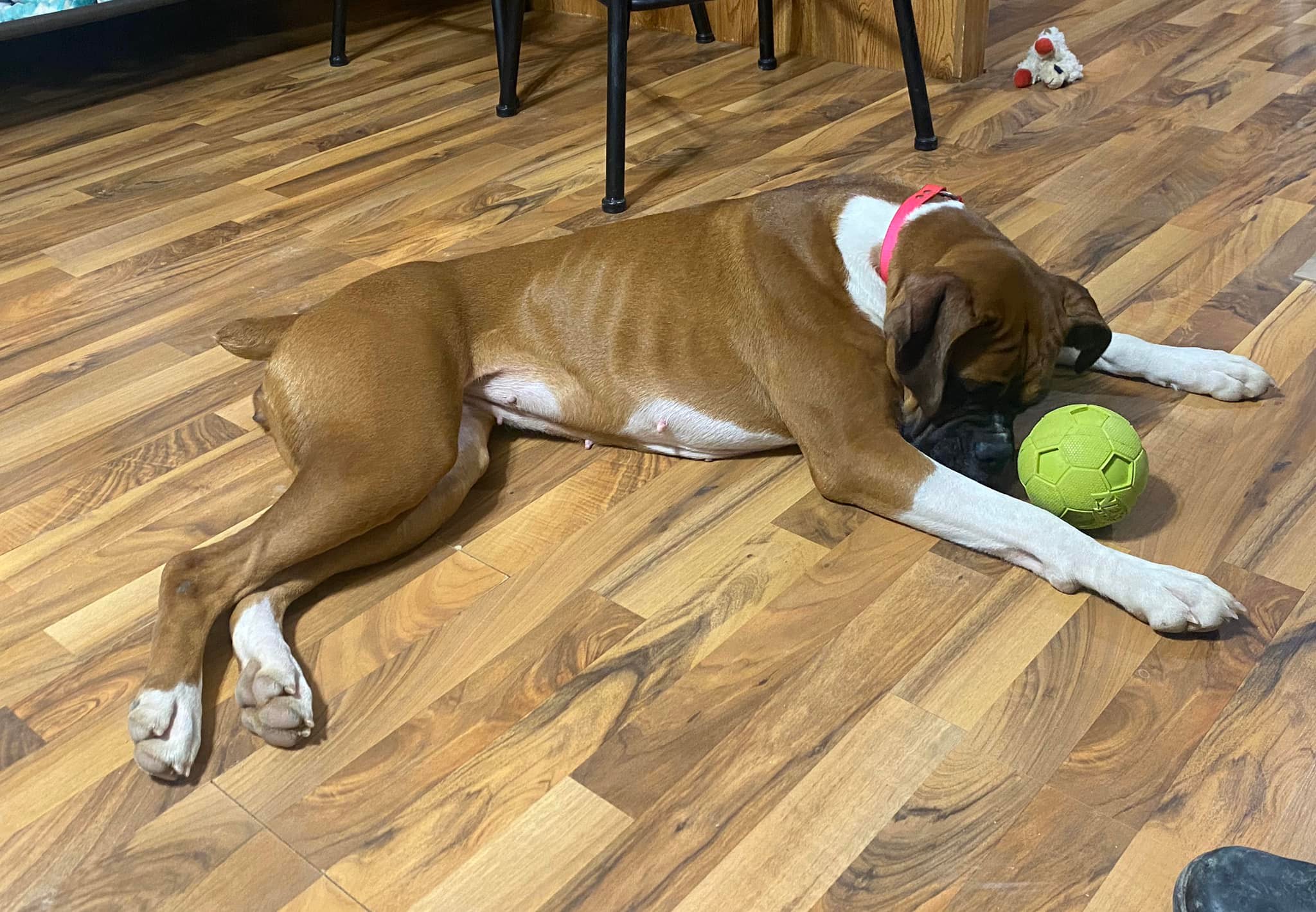 She has an insane amount of love for... - Autumn Ridge Boxers | Facebook