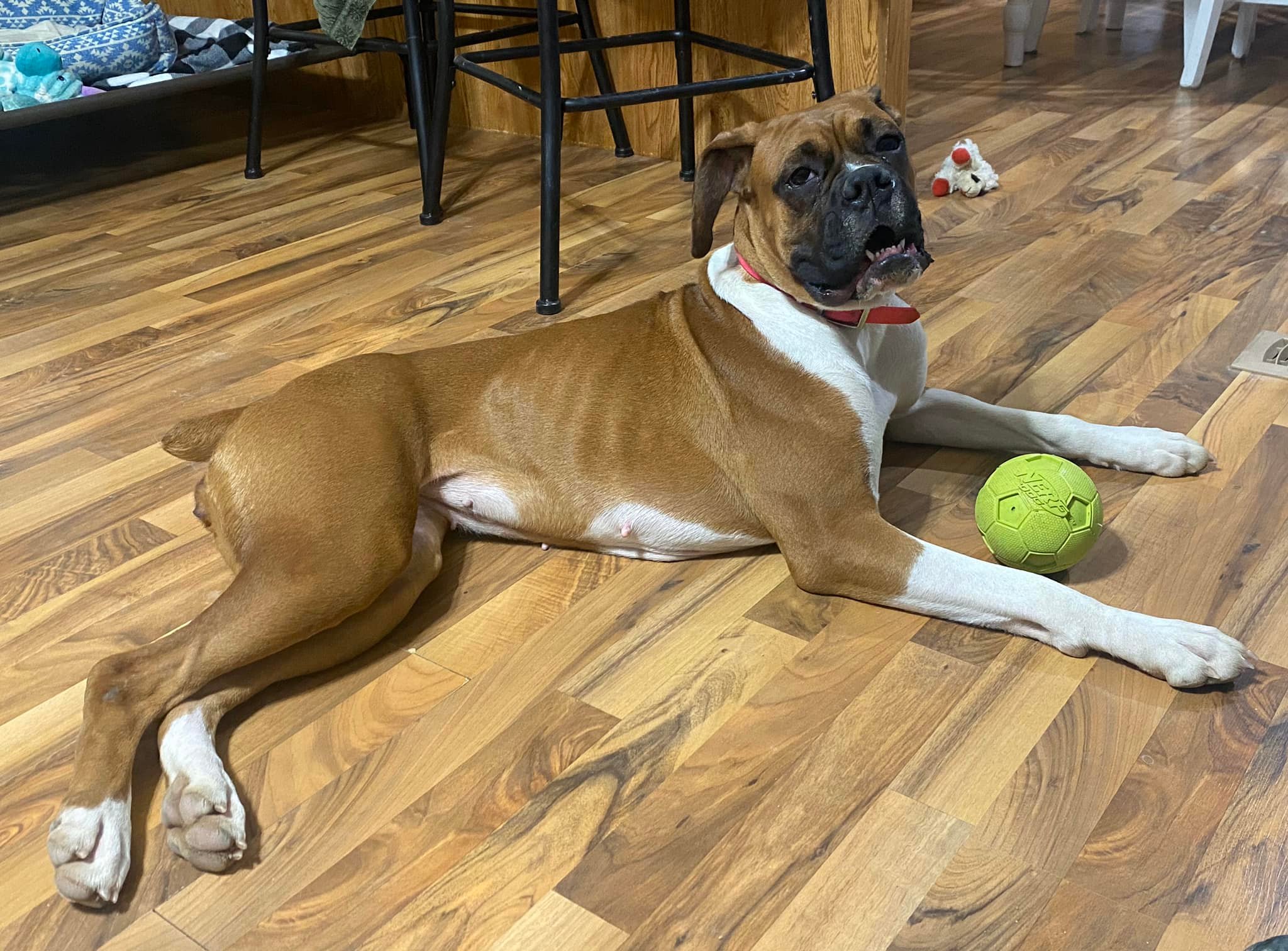 She has an insane amount of love for... - Autumn Ridge Boxers | Facebook