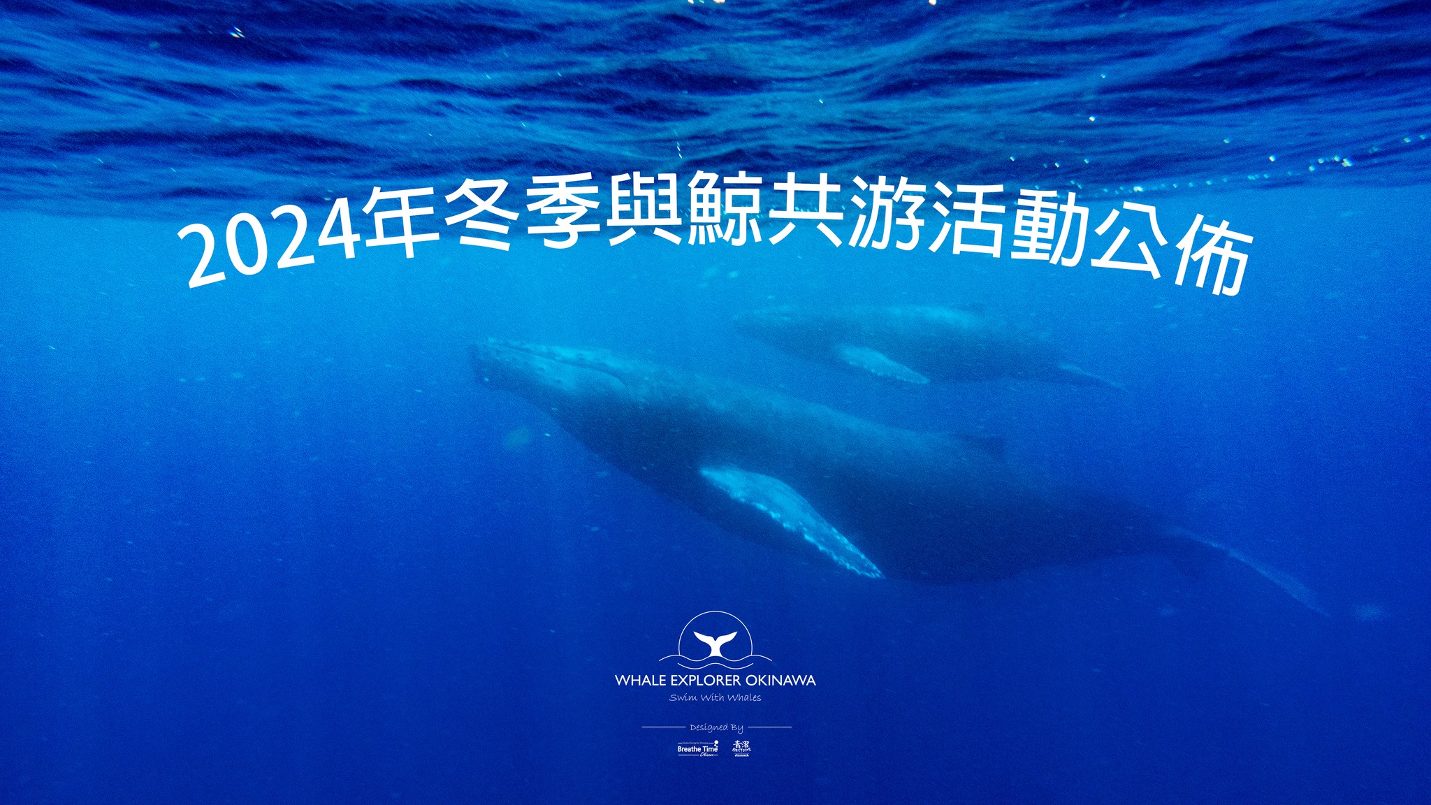2024年度沖繩本島的與鯨共游活動日期公佈!!... - Whale Explorer Okinawa 沖繩與鯨共游 | Facebook