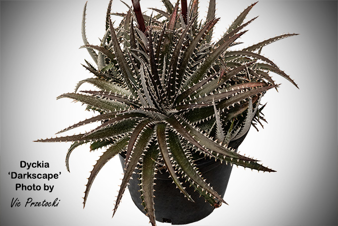 Dyckia goehringii x affinis argentea plant