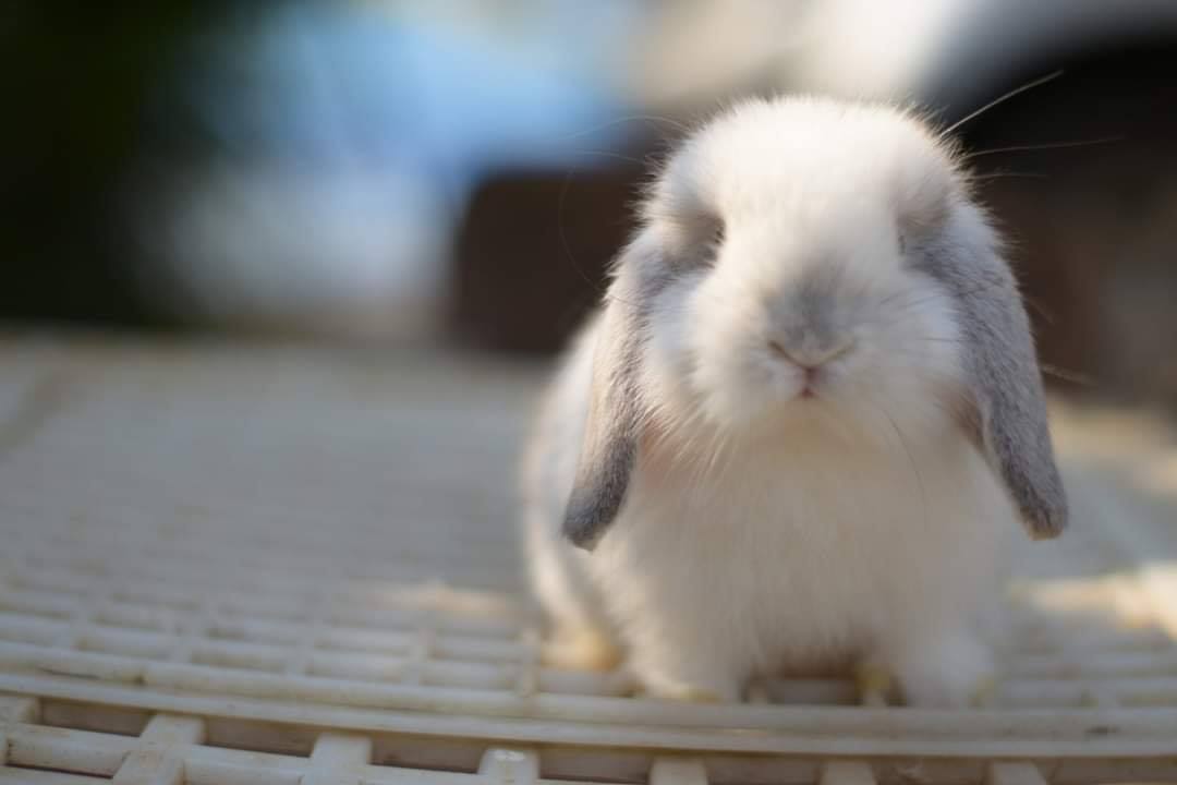 JB Rabbit ฟารม์กระต่ายเชียงใหม่ | Chiang Mai