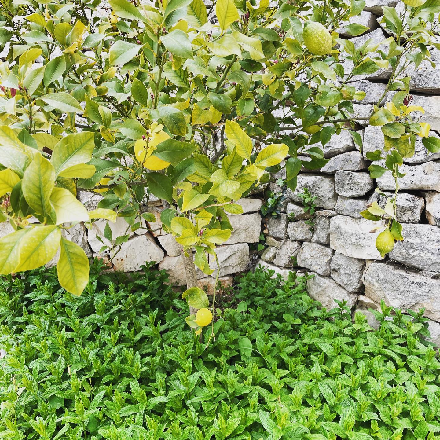 Masseria Racina | Ostuni