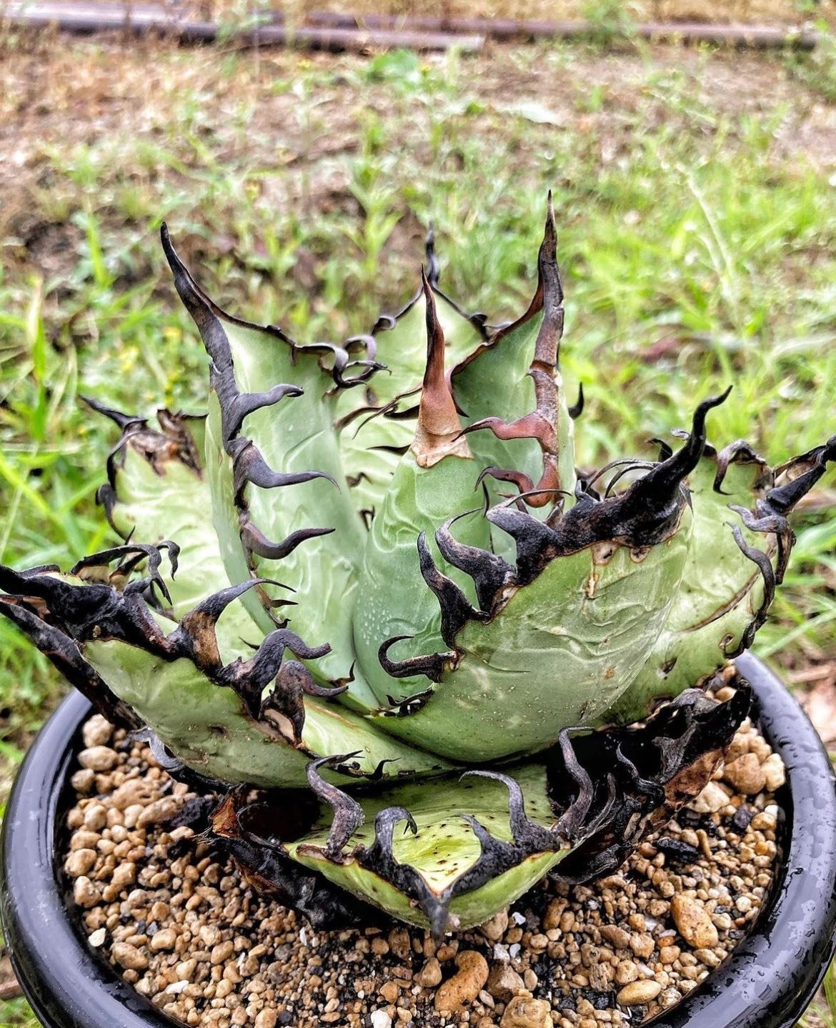 Growing agave oteroi from seeds in Japan