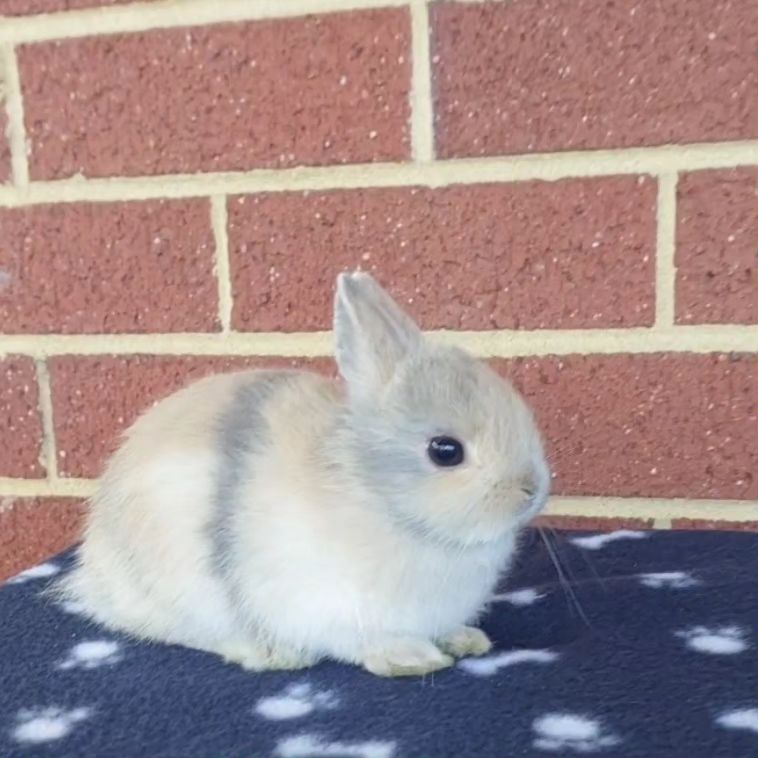 Shady Patches Rabbits | Perth WA