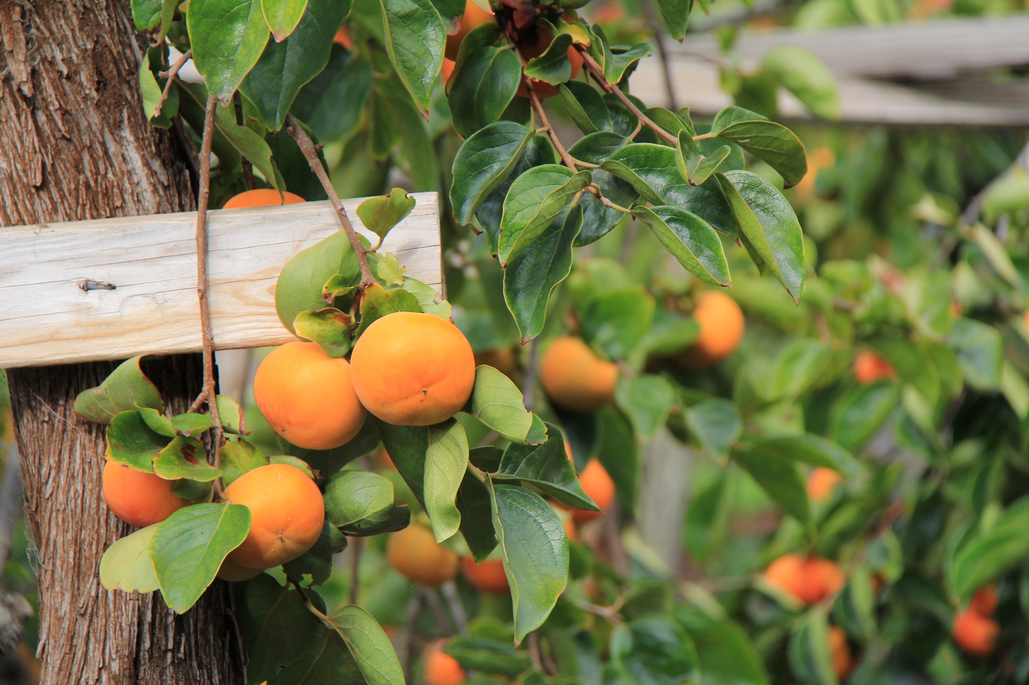 I see color! 🤔😷🤭 It's happening very... - MM Persimmon Farm | Facebook