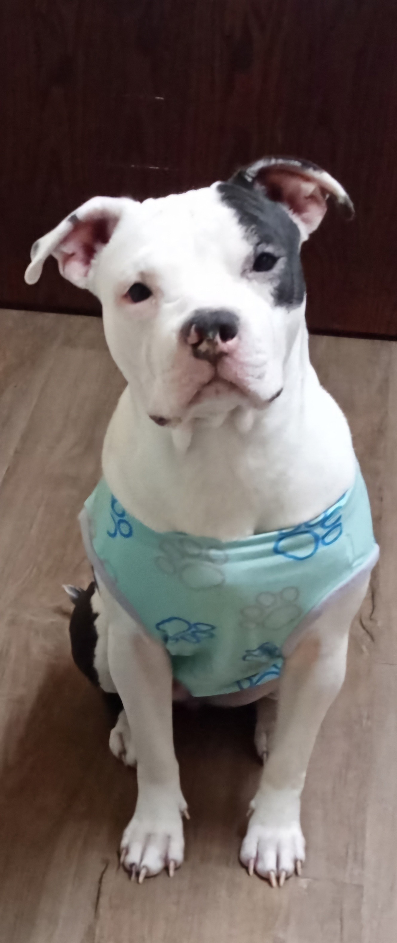 Update: We have found a home for Mini! Thank you all so much for
