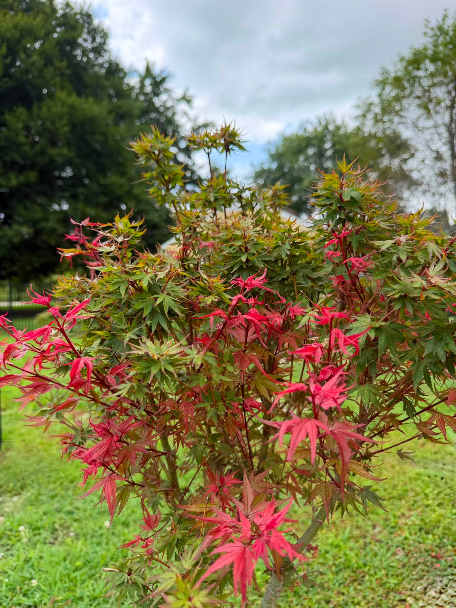 New growth on Kuro hime
