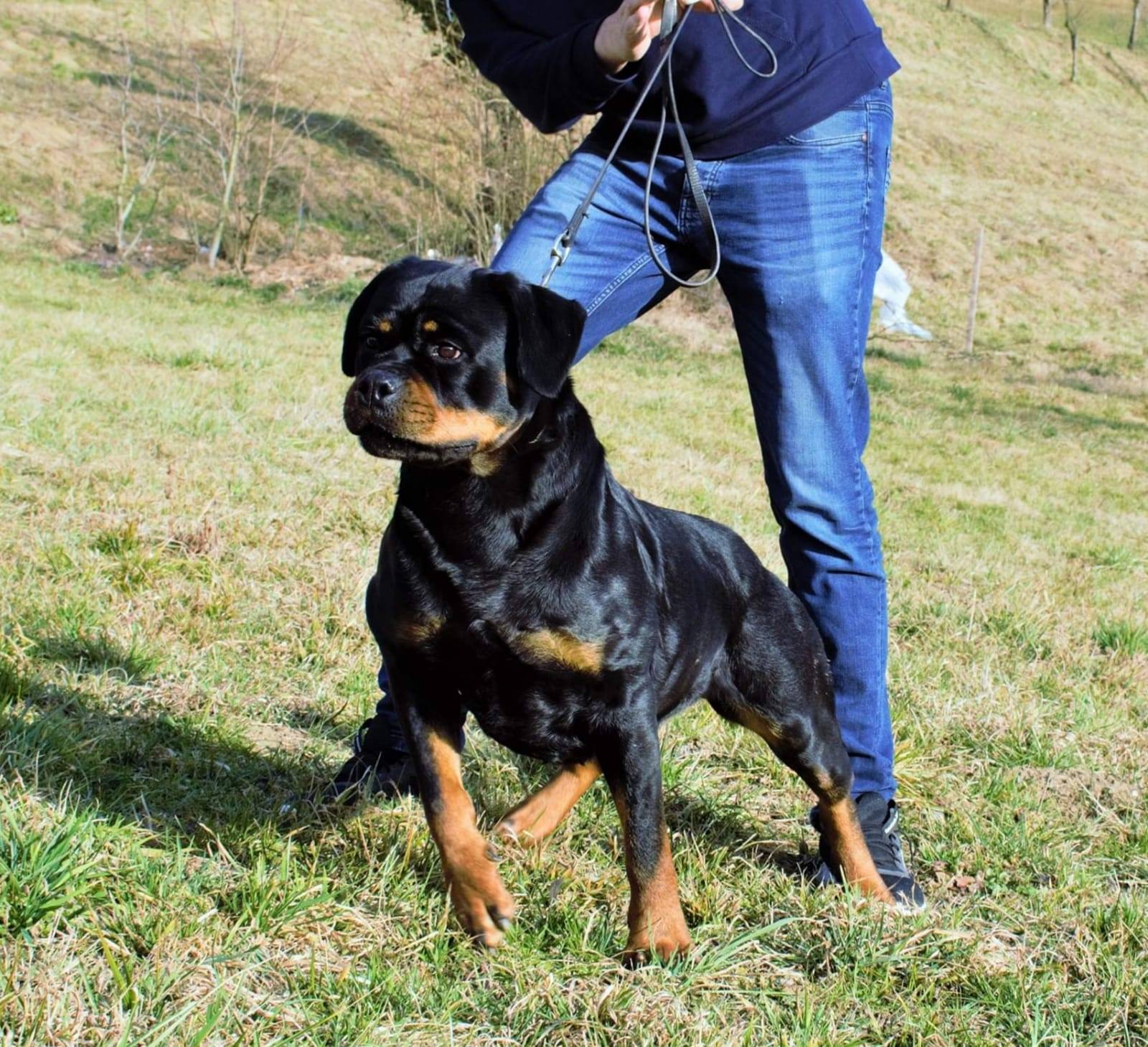 Muscular Rottweiler