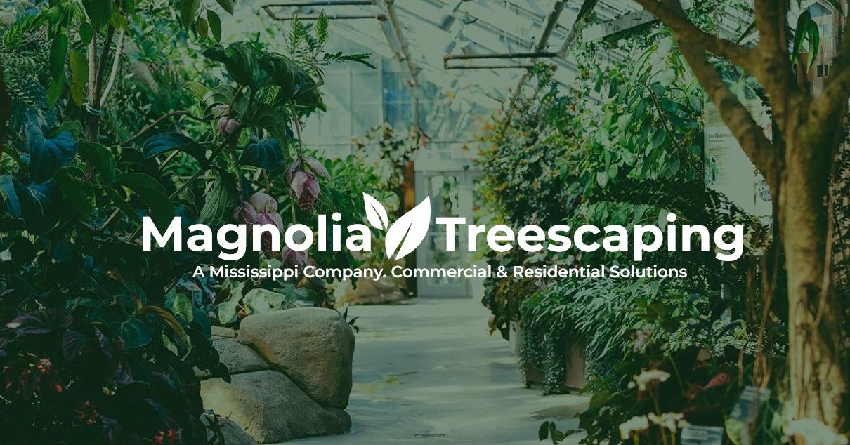 Magnolia Treescaping | Brandon MS
