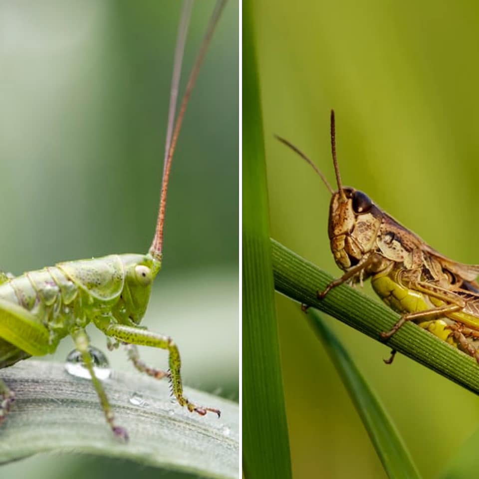 Wild&Green OL - What’s the difference between a cricket...