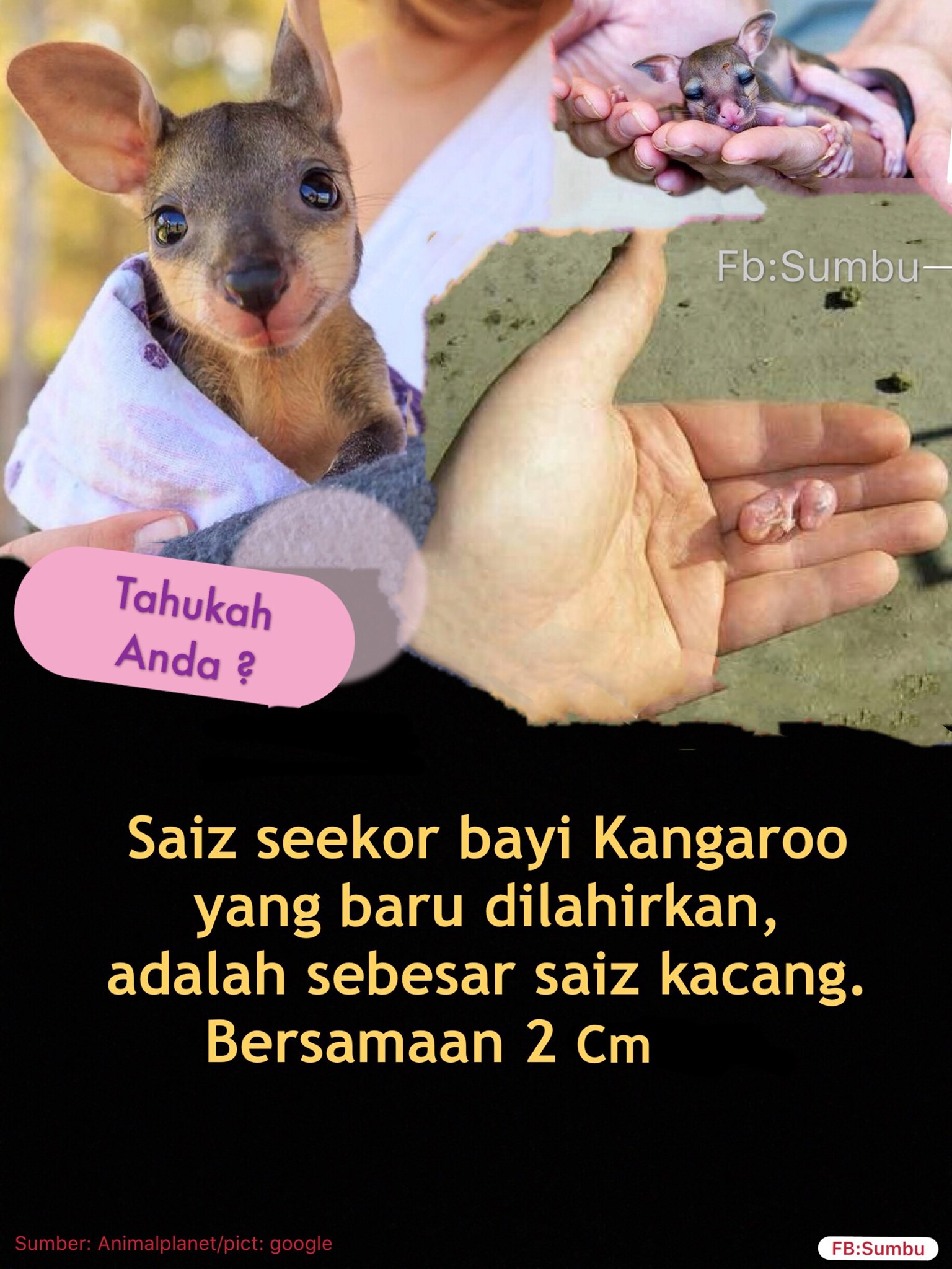 Anak Kangaroo In English Malayqerstag