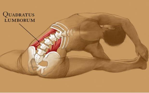 The quadratus lumborum (QL) is... - Bespoke Injury Management