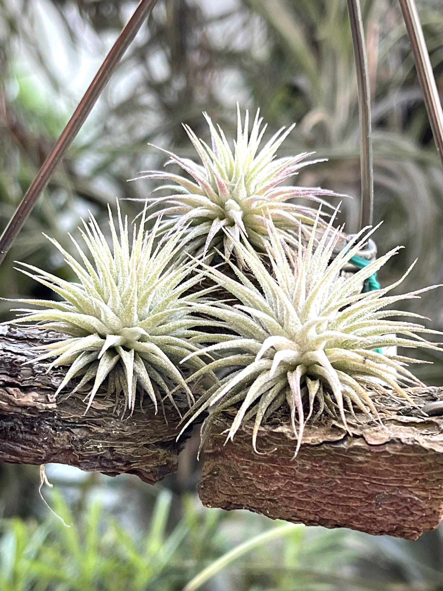 Tillandsia ionantha 'Apretado RFI' Tillandsia Apretado RFI