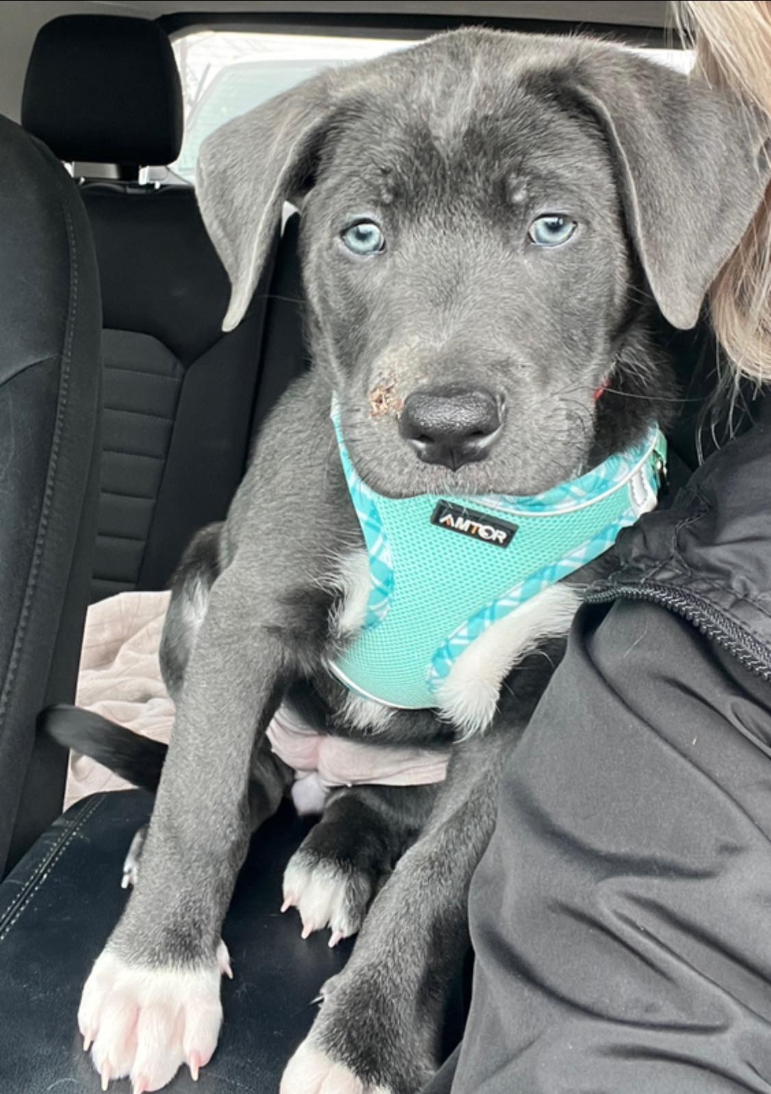 Newly adopted dog may be a Blue Lacy