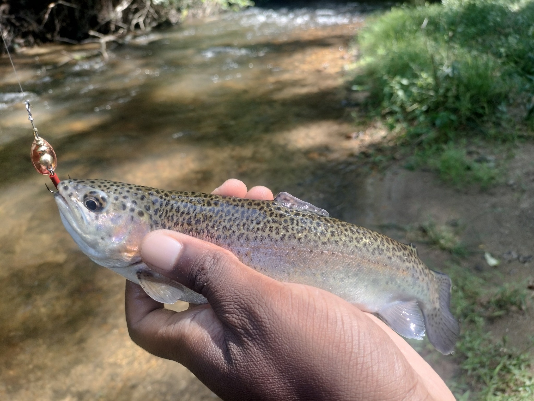 cartecay river fishing lures Lifelike for Bass, Trout, Walleye, Predator Fish - Realistic Multi Jointed Fish Popper Swimbaits - Spinnerbaits Lure Fishing Tackle Kits - Freshwater and Saltwater Crankbaits the Eye Candy Minnow swims and moves like the real thing Let’s Go Night Time Bass