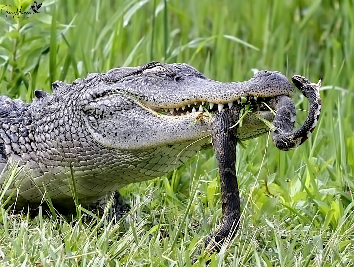 Iberia Travel - Check out the wildlife at Rip’s Rookery... | Facebook