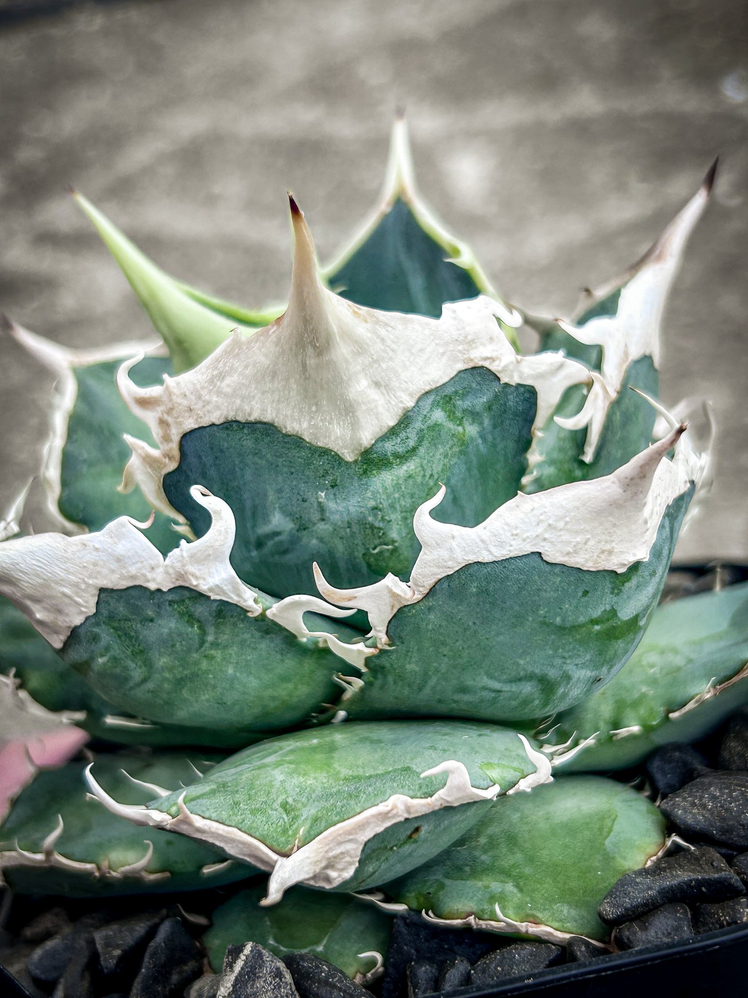 Growing agave oteroi from seeds in Japan