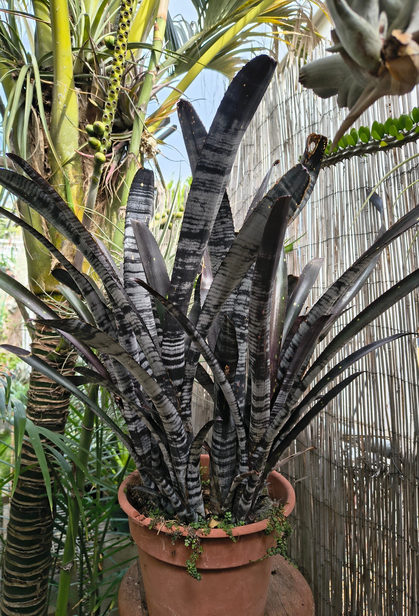 Billbergia Obi Wan and Billbergia Mad Max on the far right