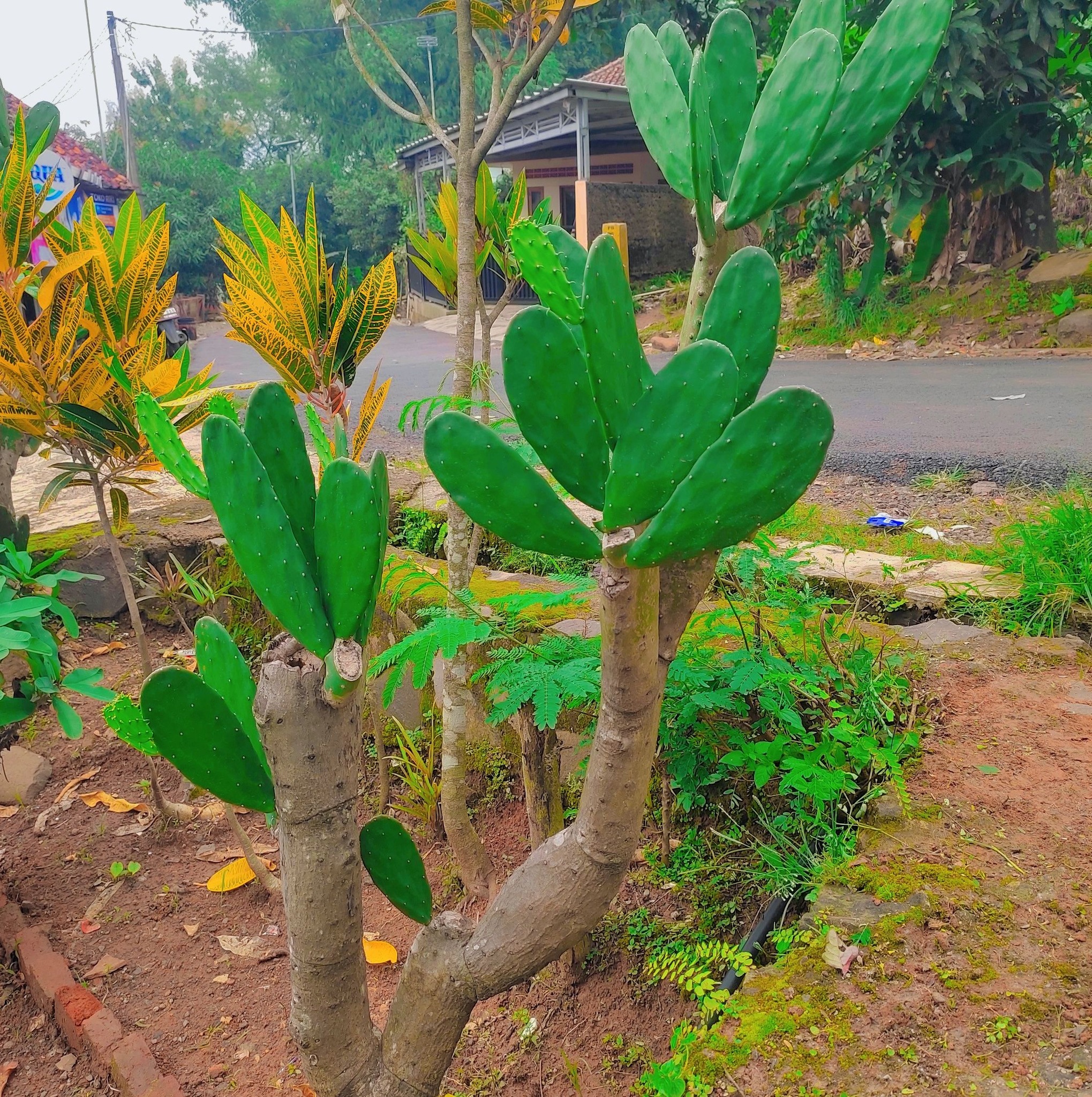 Rinawati Suganda