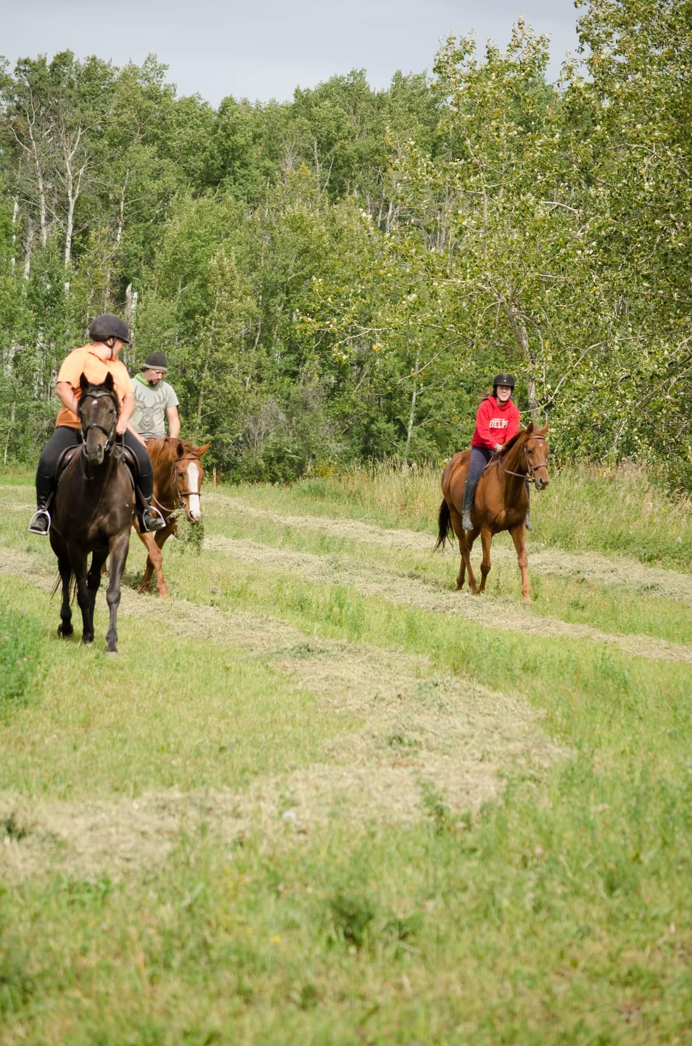 Fairview Sport Horse Society | Fairview AB