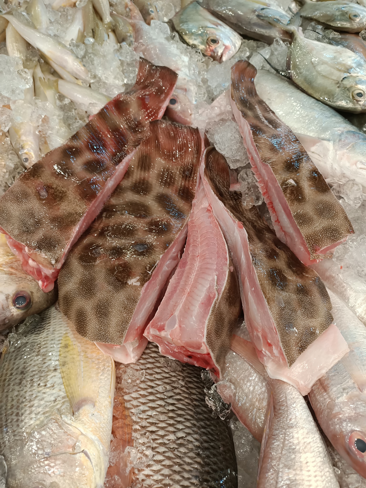 THE FISH PRINCE LIST 鱼王子 *AVAILABLE... - The Fish Prince 鱼王子 | Facebook