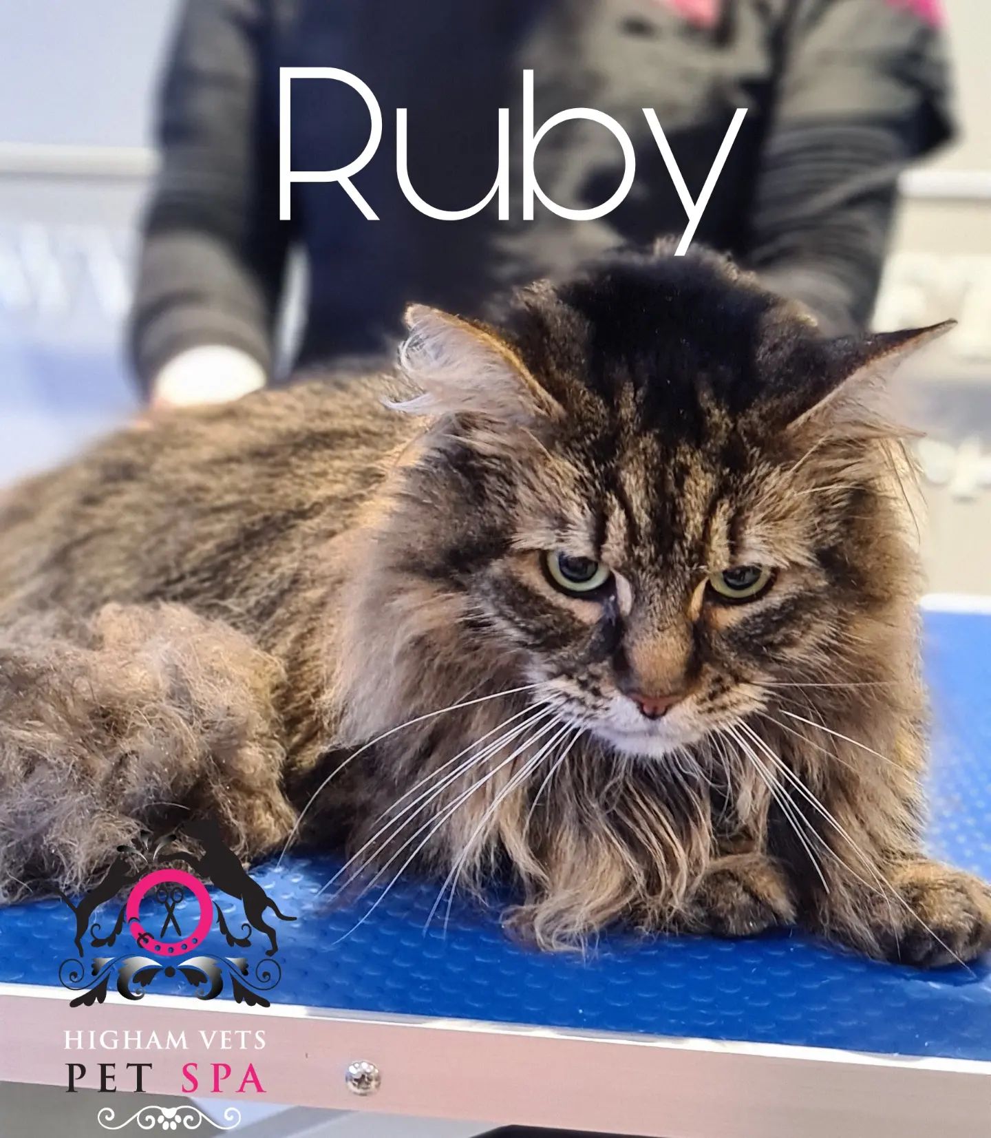 🐈 R U B Y 🐈 Ruby came in for her... - Higham Vets Pet Spa | Facebook