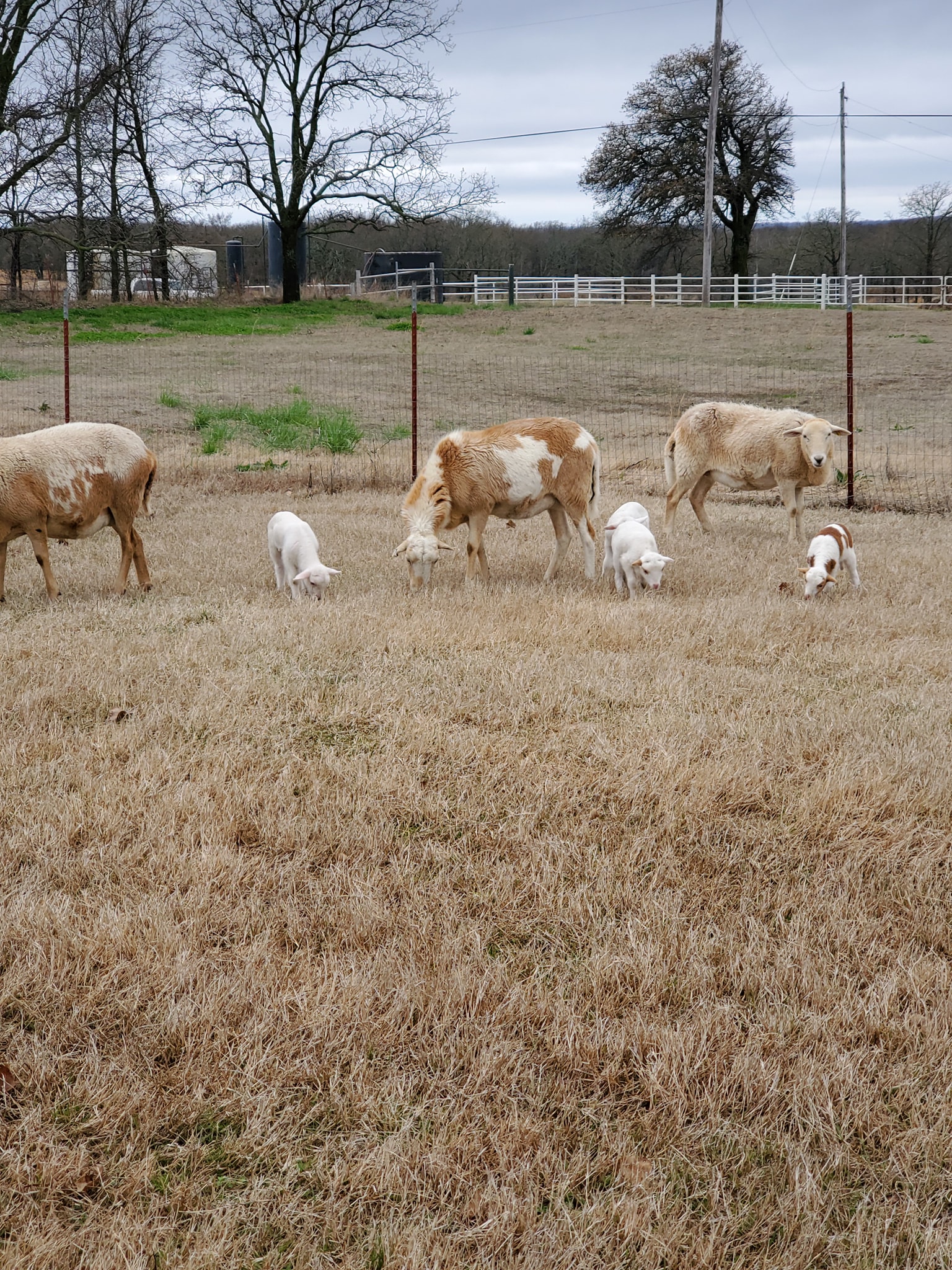 Feather Ridge Farms