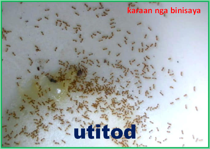 mamang - ant 1. utitod 2. aliling... - Karaan nga Binisaya