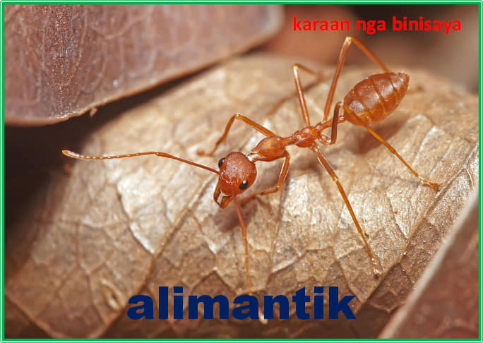 mamang - ant 1. utitod 2. aliling... - Karaan nga Binisaya