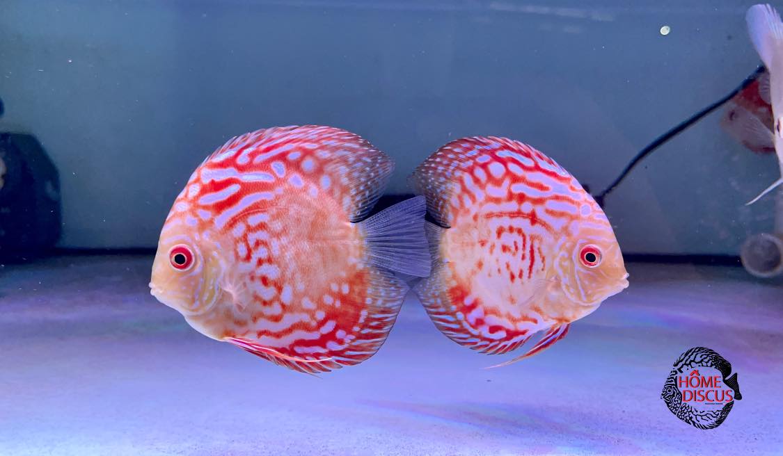 Home Discus - 🎏Rafflesia ️‍🔥... | Facebook
