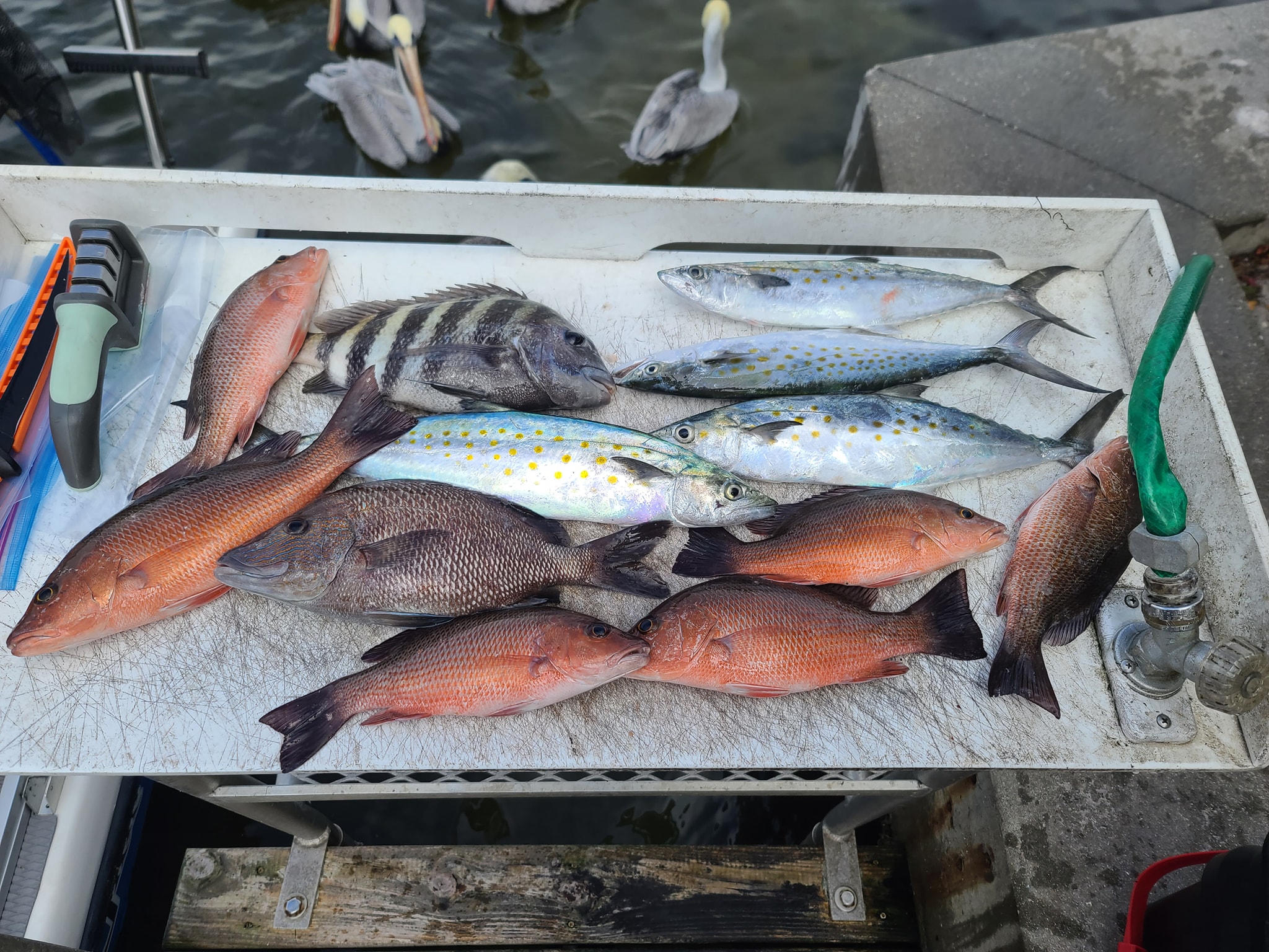 Fish with Captain Gary | Bradenton FL
