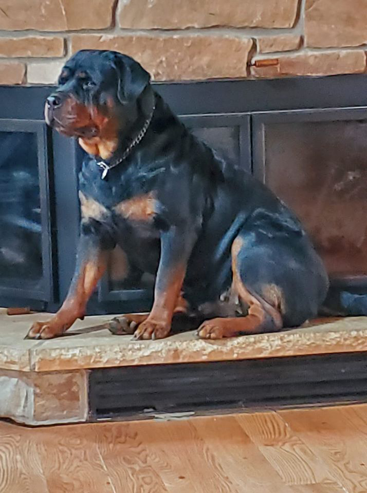Vom Hause Marshall Rottweilers