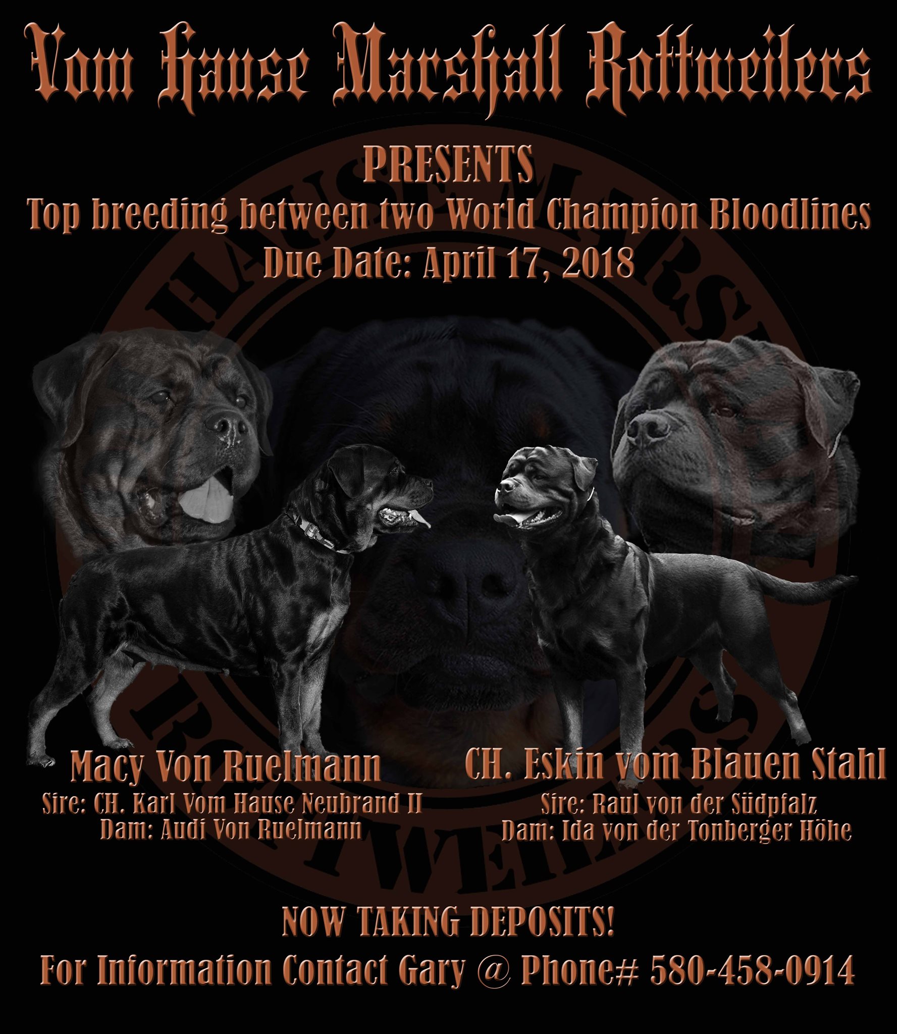 Vom Hause Marshall Rottweilers