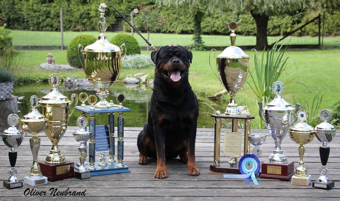 Vom Hause Marshall Rottweilers