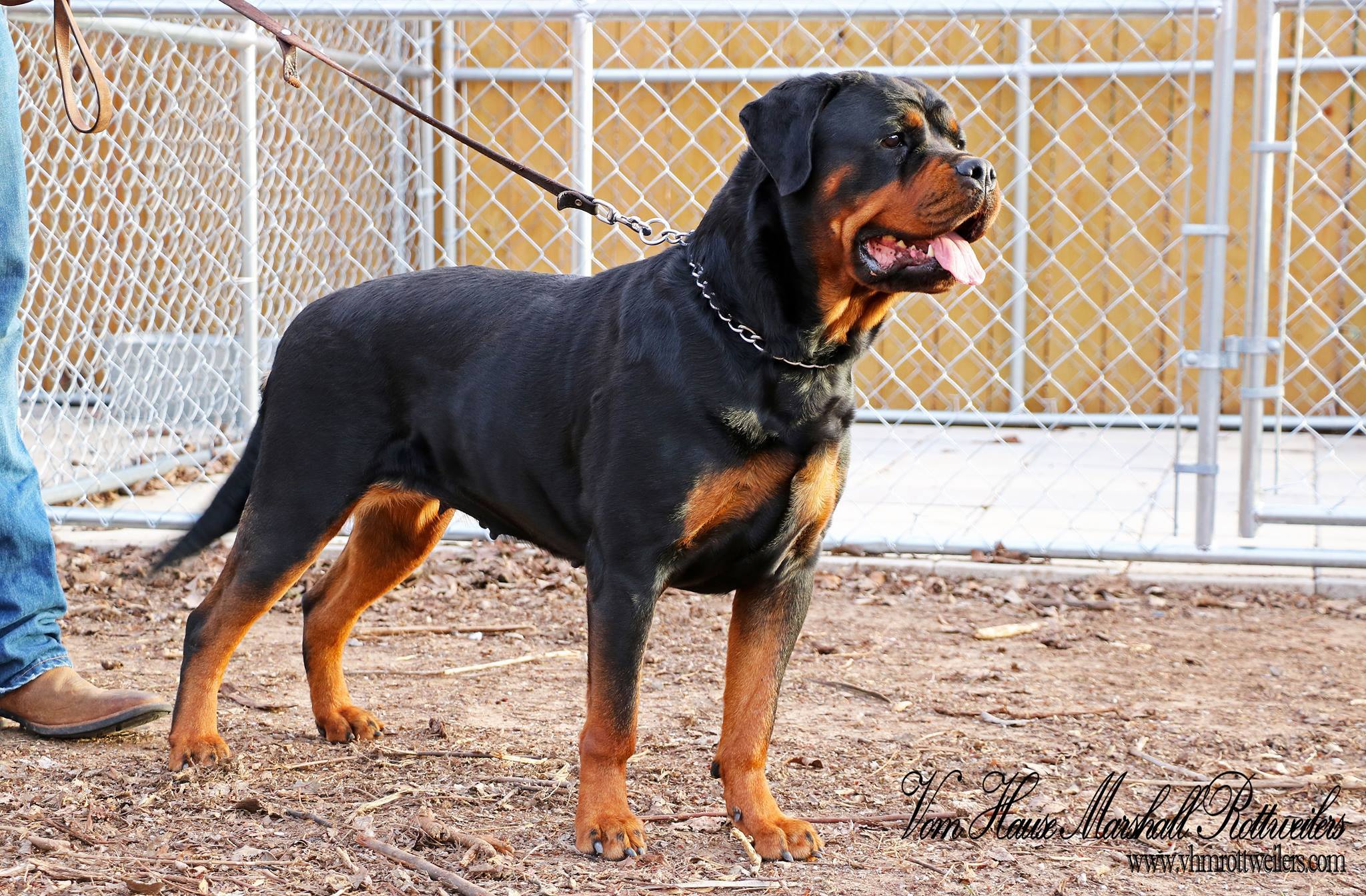 Vom Hause Marshall Rottweilers