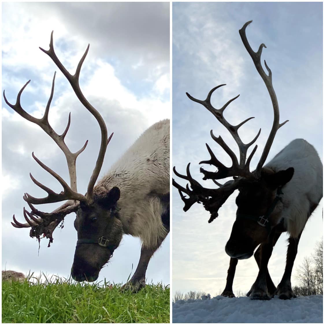 FUN FACT FRIDAY! 😃 While... - Rooftop Landing Reindeer Farm | Facebook
