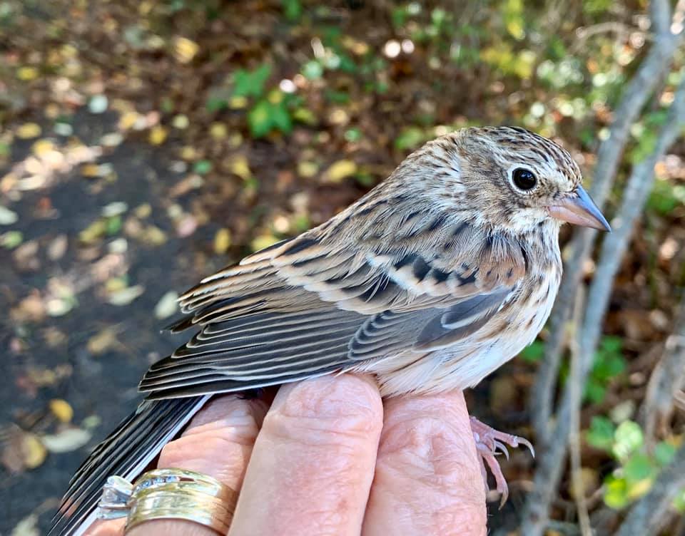 New species banded! - Cape Cod Museum of Natural History