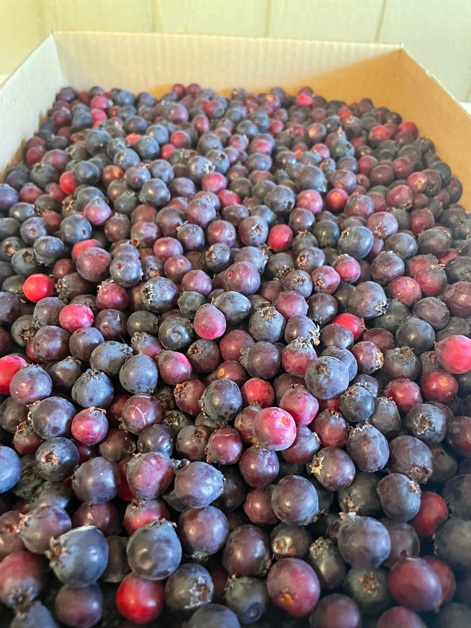 Rhodes' Raspberries and Black Currants | Saskatoon SK