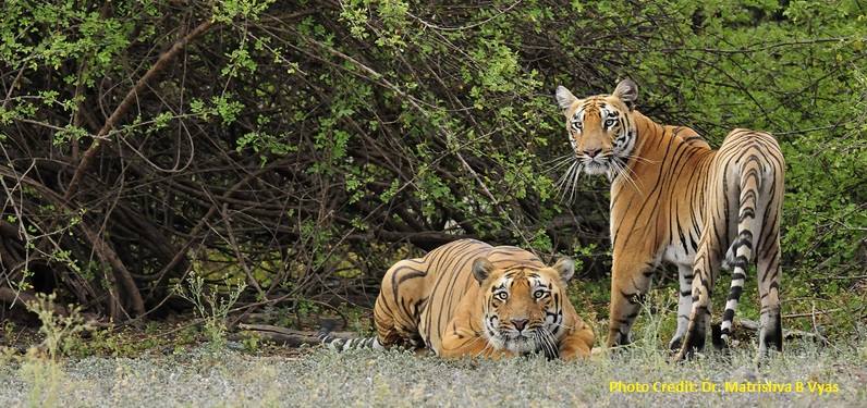 Ankit - The ever beautiful Patdev tigress of Pench while marking her ...
