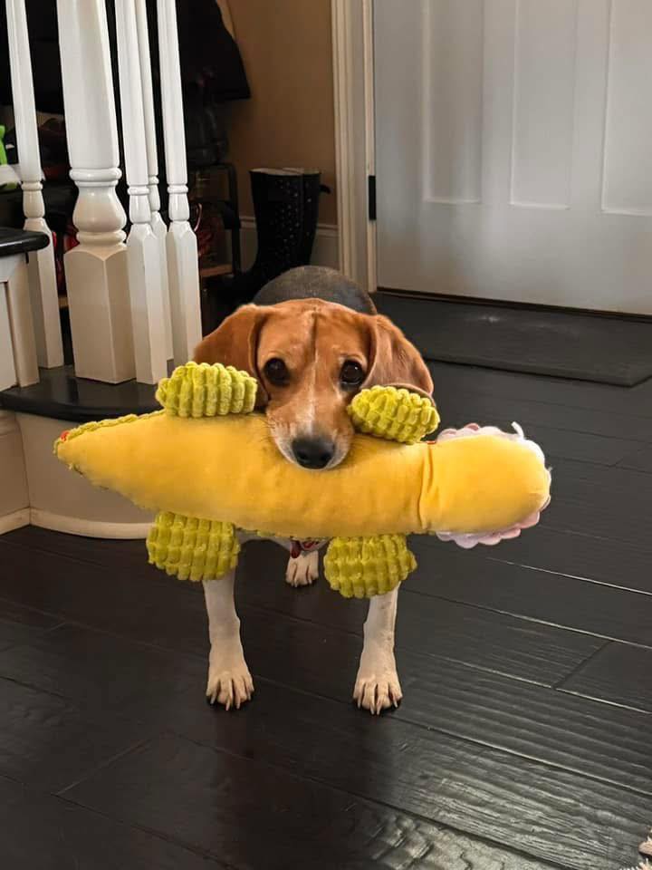 It's babushka season. Let's see your best beagle babushka. This is ...