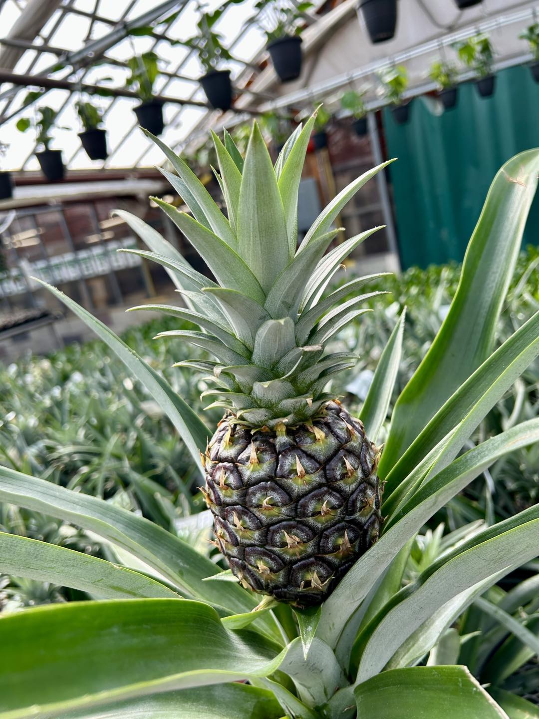 Tropic like it’s hot 😎 Our... - Colasanti's Tropical Gardens
