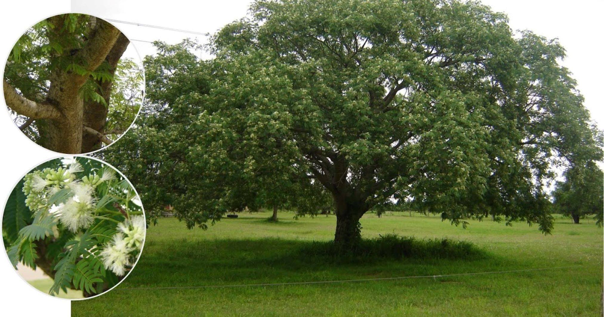 Árboles Nativos - 🌳 Plantas nativas de Argentina 🌿 TIMBÓ...