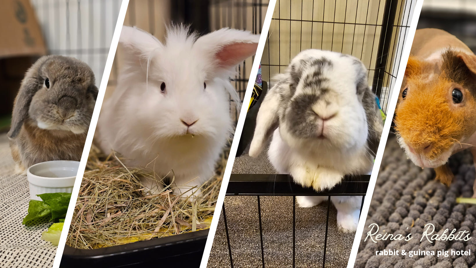 Reina's Rabbits & Small Animal Boarding | Newmarket ON