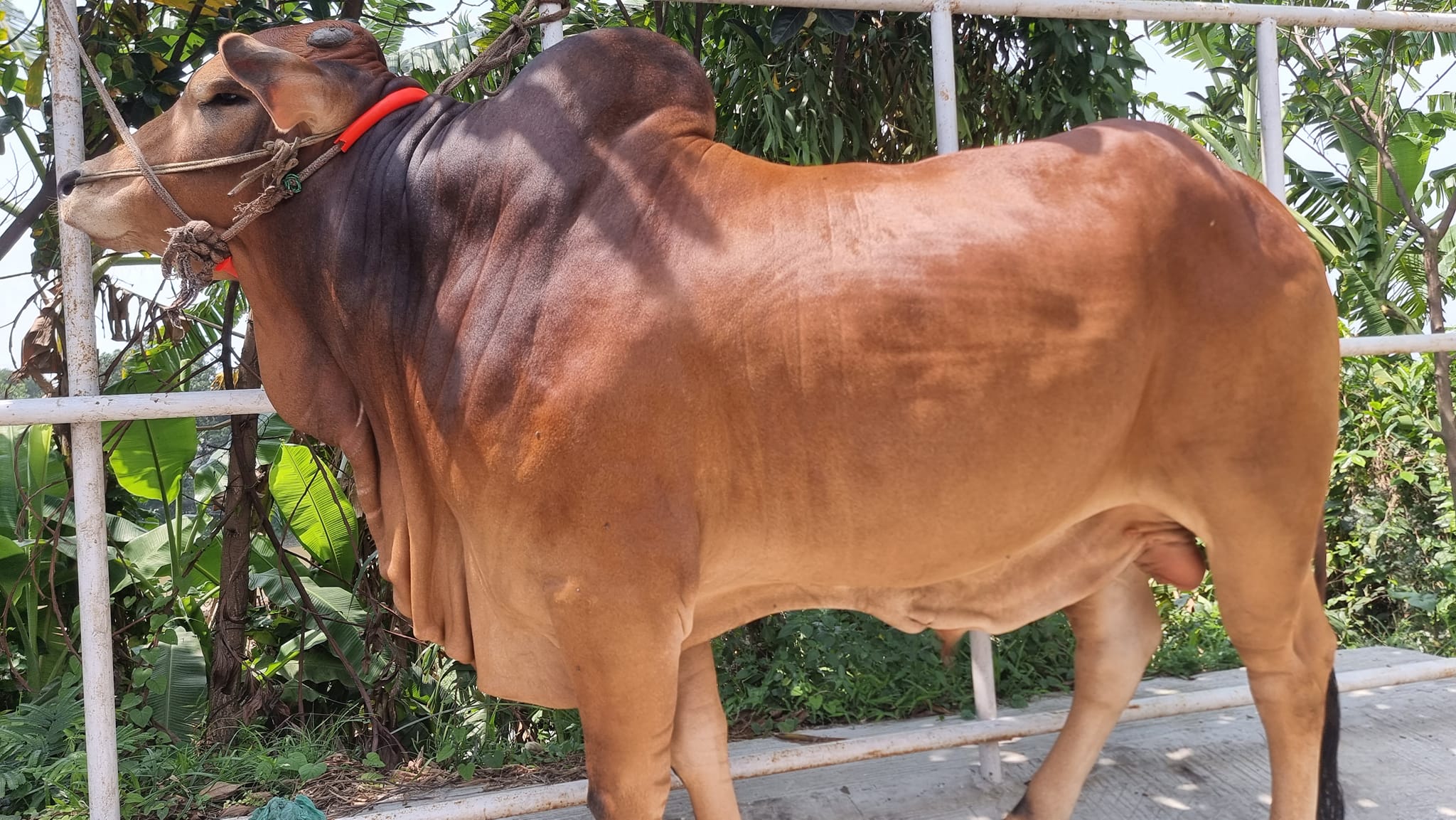 Hazi Ibrahim Agro Park | Narayanganj