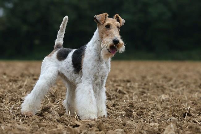 Fox Terrier Poil Dur Elevage Des Mazures De Saint Remy