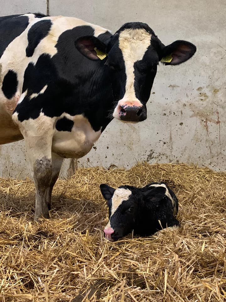 melkveehouderij-de-eeshoeve-doezum