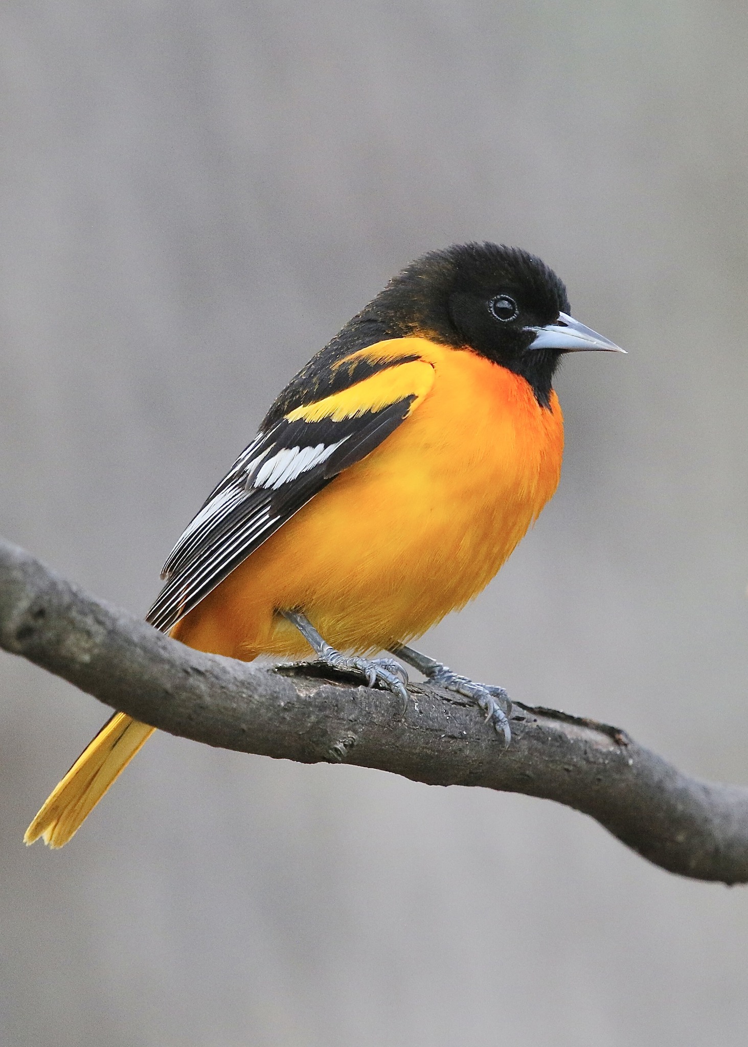 Bright fluorescent orange bird in Pennsylvania